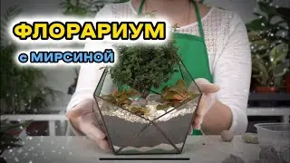 Флорариум с мирсиной африканской | Мирт