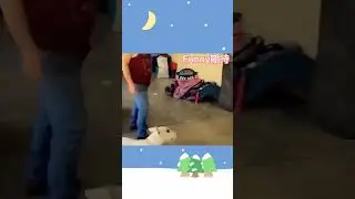 Boxing Dog😂 🤣