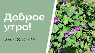Доброе утро! 26.08.2024