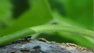 Funny Insects  3