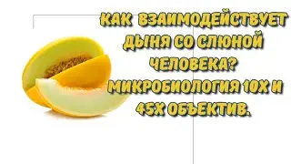 Как взаимодействует дыня со слюной человека? 