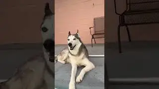 ВСЕ ИМЕЕТ КОНЕЦ#funnyanimals #funnypets