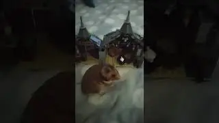 мой хомячок джери 🐹🐹 в домике Хагрита
