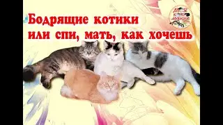 Бодрящие котики или спи, мама, как хочешь.