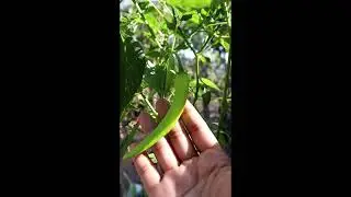 Fresh chillis ready to be harvested.