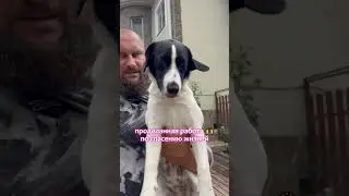 За кадром, работа по спасению жизней #помощьбездомнымживотным #непокупайприюти #милка #фанта