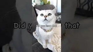 3 Tips to Keep Your Cat Hydrated and Healthy! 👩🏻‍🏫 #shorts #catlover #youtubeshorts