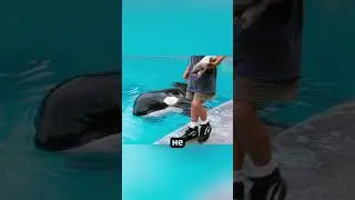 A boy and a killer whale: a friendship that changed everything