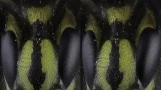 3D Wasp  vr