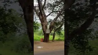 Beautiful Nature