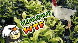 OMG,WTF,ПЕТУХ,КОКОКО!