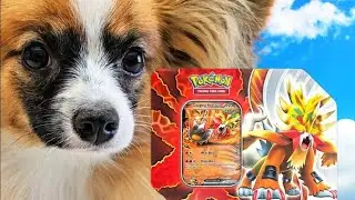 Puppy Sniffs for Rare Pokemon Cards!!  You'll Never Guess What He Pulled!