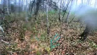 Dzinējmedības 15.10.22