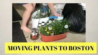 Moving the Plants to Boston! | Vlog