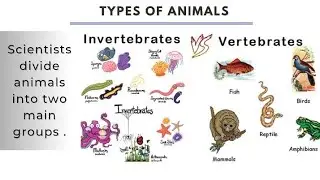 the classification of animals  | vertebrates and invertebrates animals |
