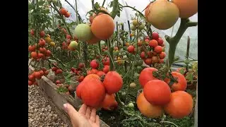 ЗАВАЛИЛИ УРОЖАЕМ ТАКИХ У МЕНЯ ЕЩЕ НЕ БЫЛО. КАТАЛОГ НОВИНОК 2024 НИЗКОРОСЛЫЕ ТОМАТЫ ОТКРЫТЫЙ ГРУНТ