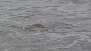 stingrays surfing on cocoa beach