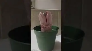 Fleshy houseplant
