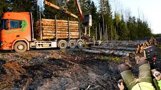 Loading long birch logs with Loglift