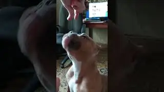 Упсета кушает блинчики