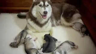 Хасята онлайн / Siberian husky live