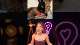 os animais MAIS RAROS