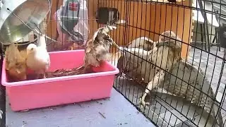 My Chickens Getting Attacked By A Bird