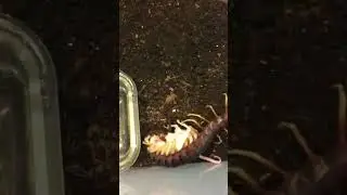 La escolopendra gigante