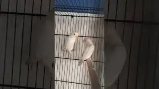 parrot eating chilli #trendingvideo #viralpost #canada #usa #famous #trendingnow