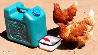 Como hacer un bebedero para gallinas ponedoras con material reciclado