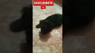 chihuahua  y french poodle hermoso lindo #shorts #perroshermosos #videoshorts #dog #doglover