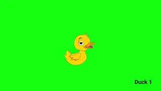 Cute ducklings green screen video 