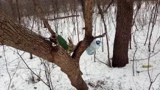 встречают белки