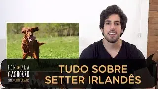 TUDO SOBRE A RAÇA SETTER IRLANDÊS | BOM PRA CACHORRO