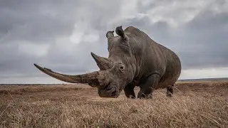 Up close with Rhinos