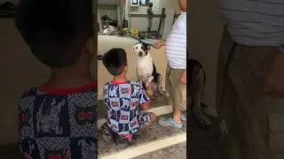 Kids Tying My Dog-Daughter Michelle Jackson a Band on Friendship Day
