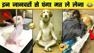 ये जानवर कभी नहीं सुधरेंगे🤣 FUNNIEST ANIMALS CAUGHT ON CAM