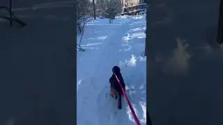 Cute Dog #23 - Cash Running in the Snow 