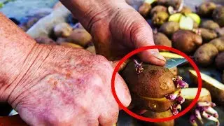 10 Vegetables and Produces That Can KILL You if NOT Eaten Correctly