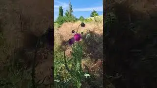 Лекарственное растение расторопша