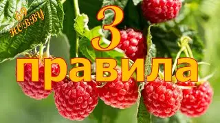 ЧТО нужно сделать с малиной во время и после цветения!