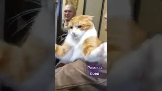 Рамзес боец. #cat #ramzes #russia #ульяновск