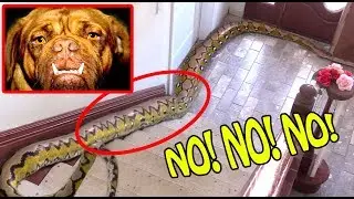 LARGE PYTHON Enters our Home, EATS EVERYTHING in Sight