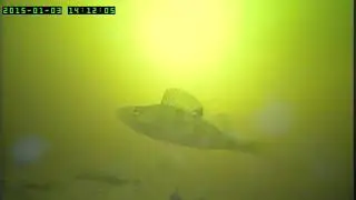 Подводные сьемки...последний лед