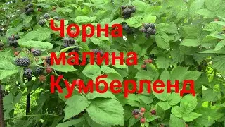 Чорна малина Кумберленд