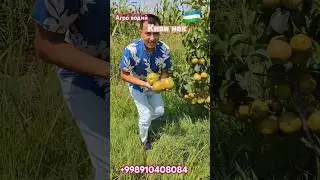 📞+998910408084 Нок кўчатига буйуртмв бериб улгириб қолин #uzbekistan #fruit