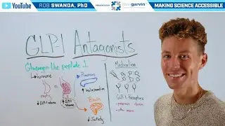 How do GLP-1 Drugs (Ozempic, Mounjaro) Work?