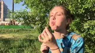 Любовь и одуванчики