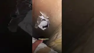 Услышали, как кто-то плачет внутри стены 