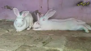 Baby Rabbits are Coming 😘 || #petsvlog #petsvloging #shehrmaingaoon